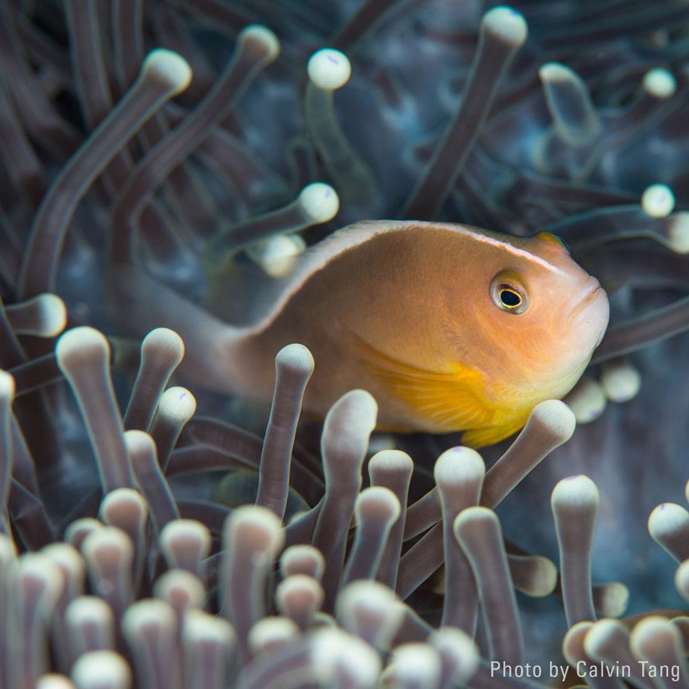 ULTRAMAX Fiber-Optic Ring Flash Head Kit for Select Strobes and Fantasea FRX100 Housings