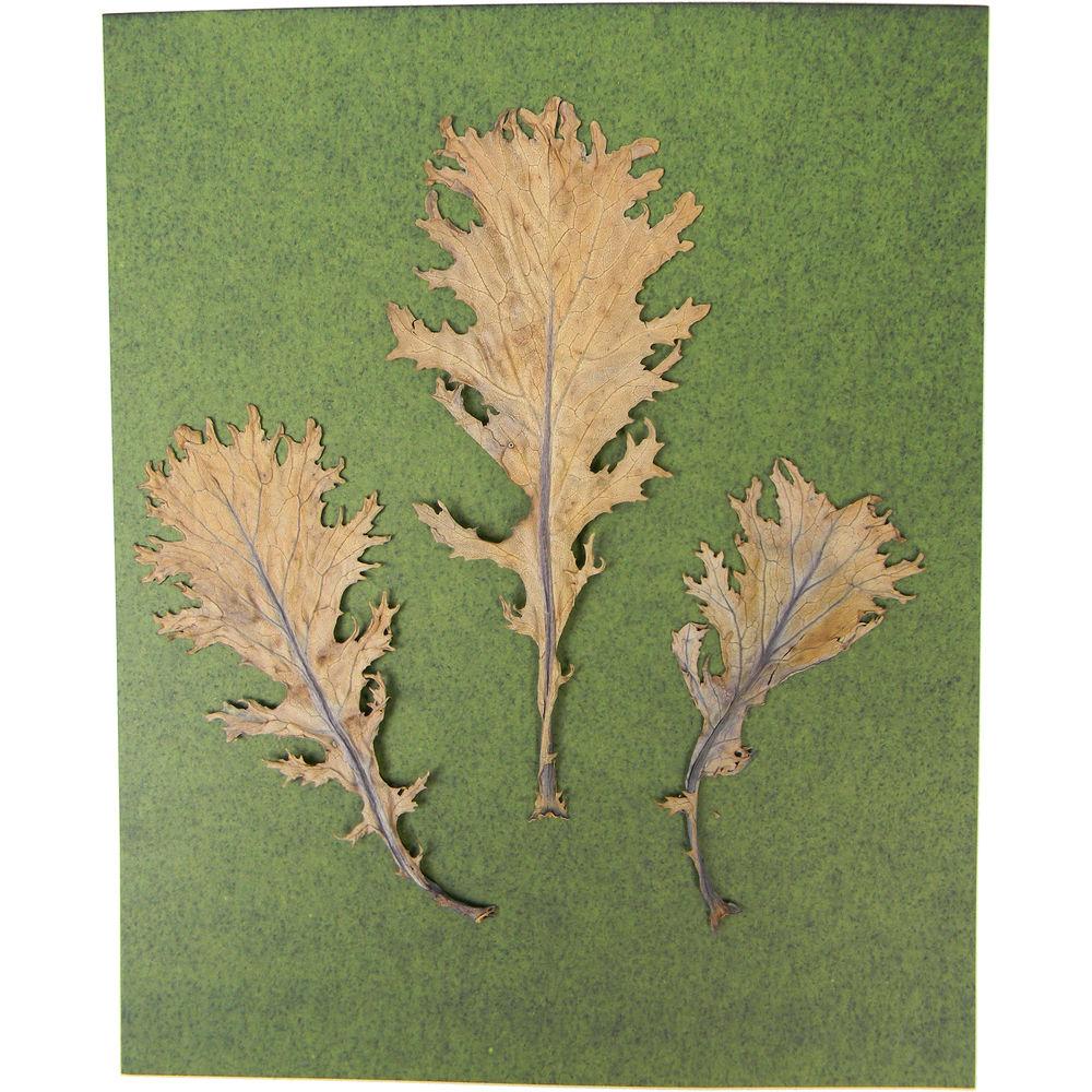 Cyanotype Store Cyanotype Paper