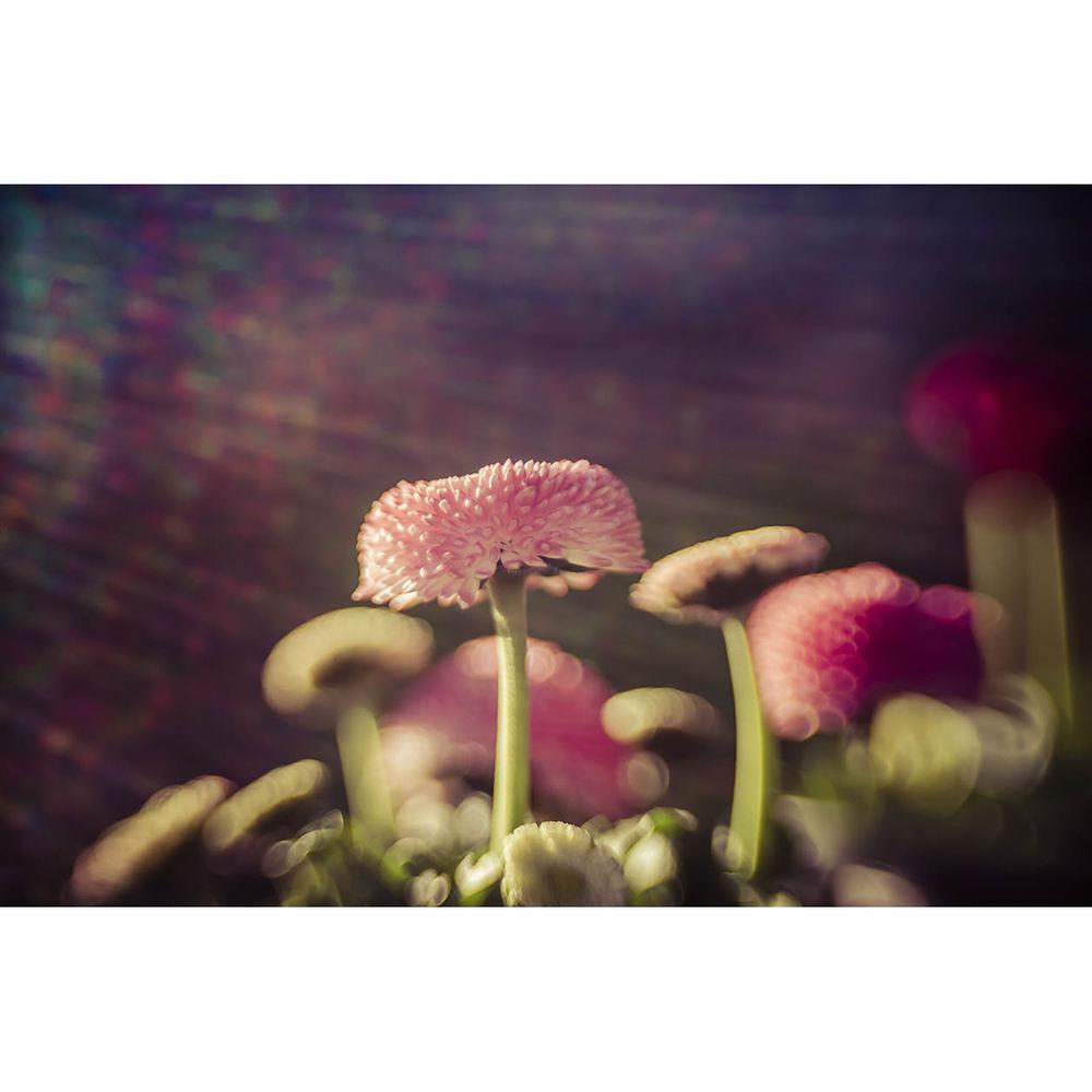 Lensbaby Movie Maker