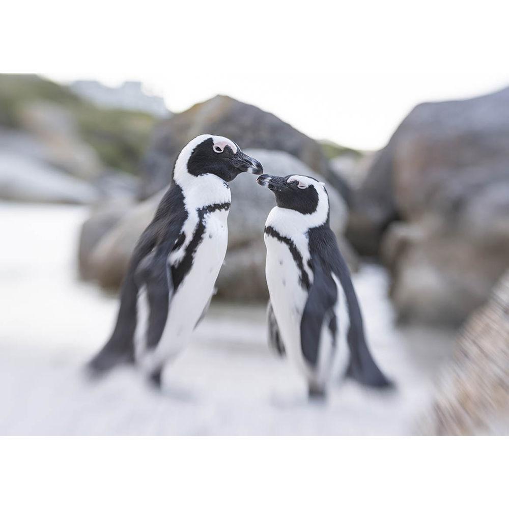 Lensbaby Movie Maker