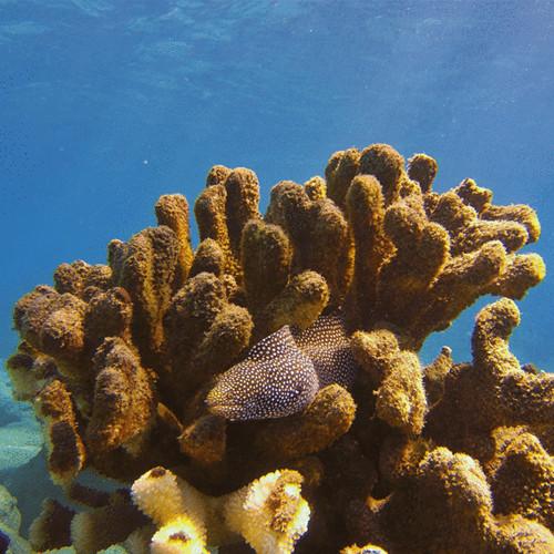 PolarPro Snorkel Filter for GoPro HERO6 & HERO5 Black