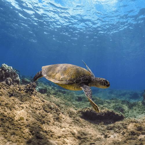 PolarPro Snorkel Filter for GoPro HERO6 & HERO5 Black