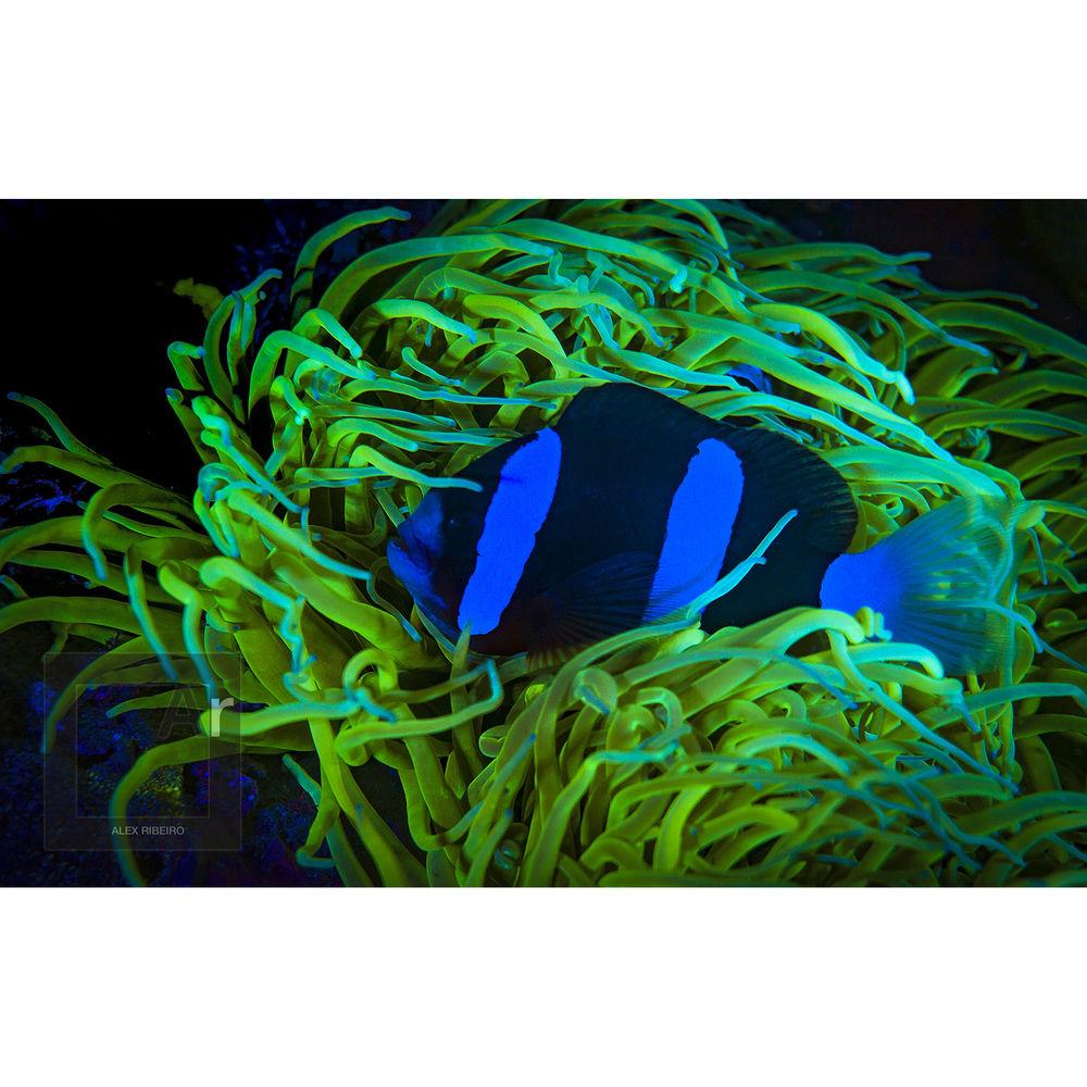 SeaLife Sea Dragon Mini Fluoro LED Dive Light with Mask Filter