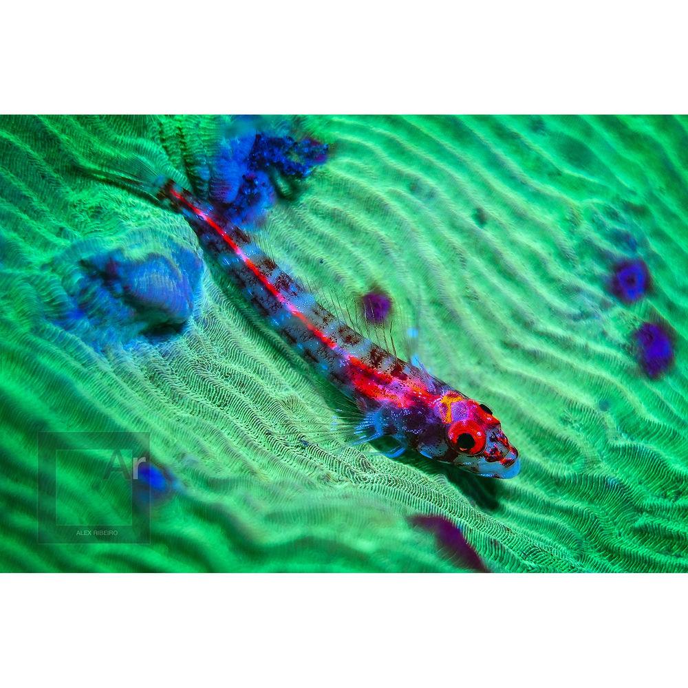 SeaLife Sea Dragon Mini Fluoro LED Dive Light with Mask Filter