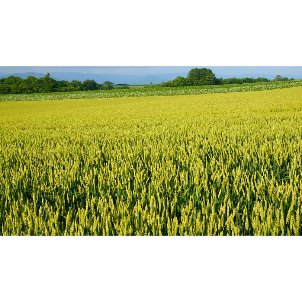 Sony Vario-Sonnar T* DT 16-80mm f 3.5-4.5 ZA Lens