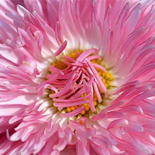 FotodioX Macro Extension Tube Set for Canon EOS M Cameras: for Extreme Close-Up Photography