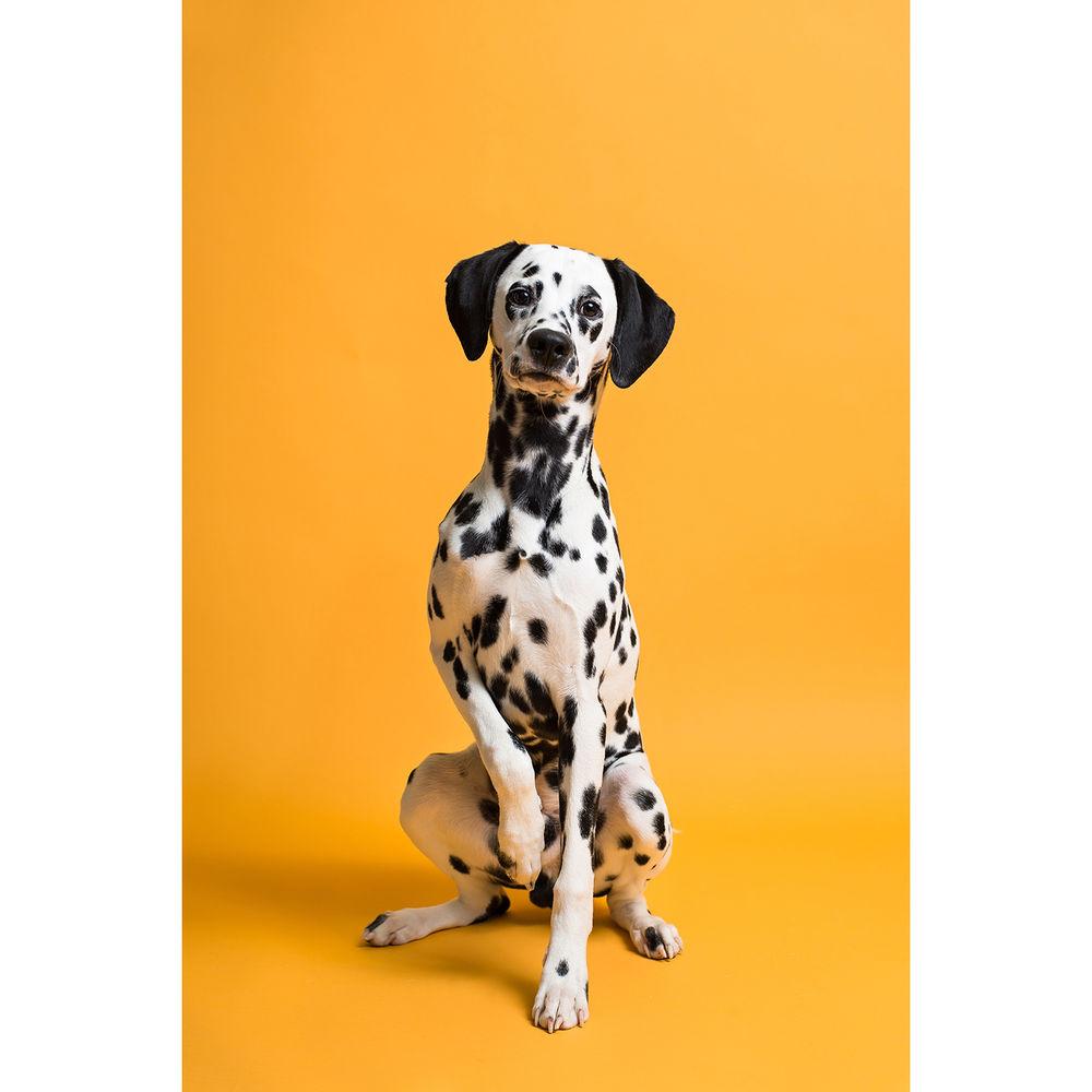 Savage Widetone Seamless Background Paper