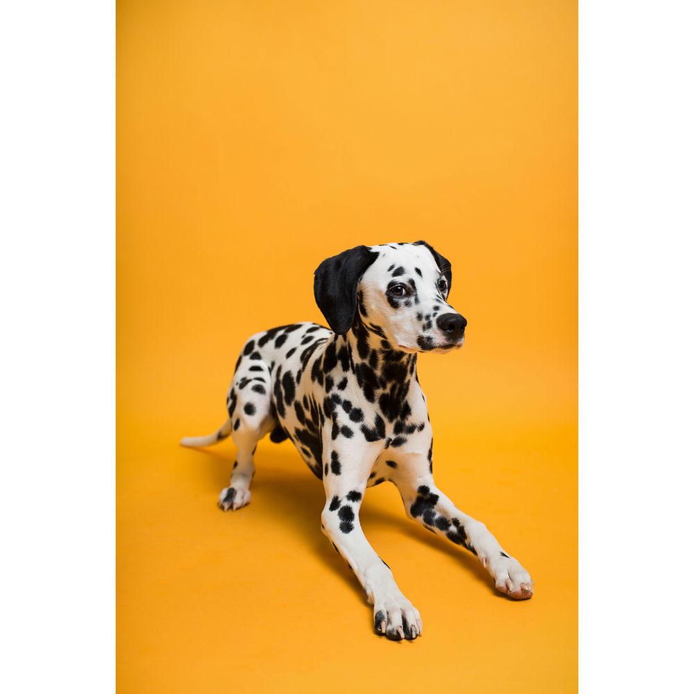 Savage Widetone Seamless Background Paper