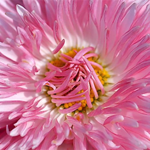 FotodioX 55mm Reverse Mount Macro Adapter Ring for Sony A-Mount Cameras