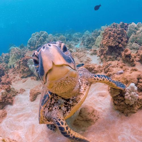 PolarPro Red Aqua Filter for GoPro HERO7 6 5 Black & HERO 2018 Super Suit Housing