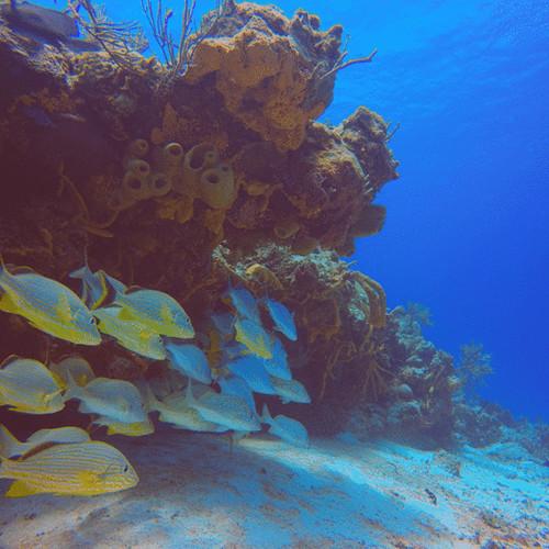 PolarPro Red Aqua Filter for GoPro HERO7 6 5 Black & HERO 2018 Super Suit Housing