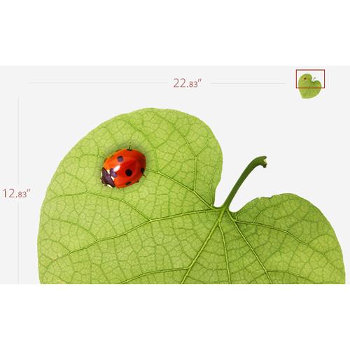 AVer F17-8M 8MP Portable Document Camera