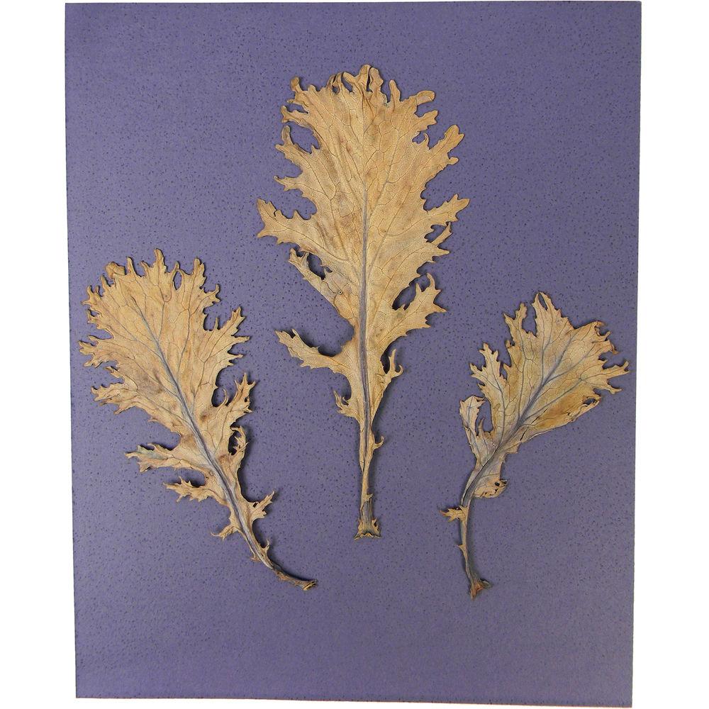 Cyanotype Store Cyanotype Paper