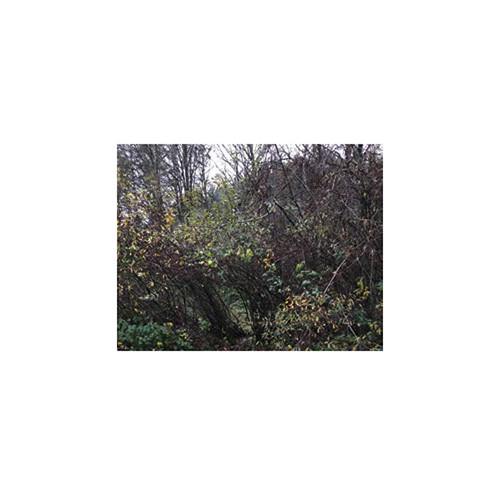 FLIR MNVD 40 2nd Gen ID Multi-Purpose Night Vision Monocular