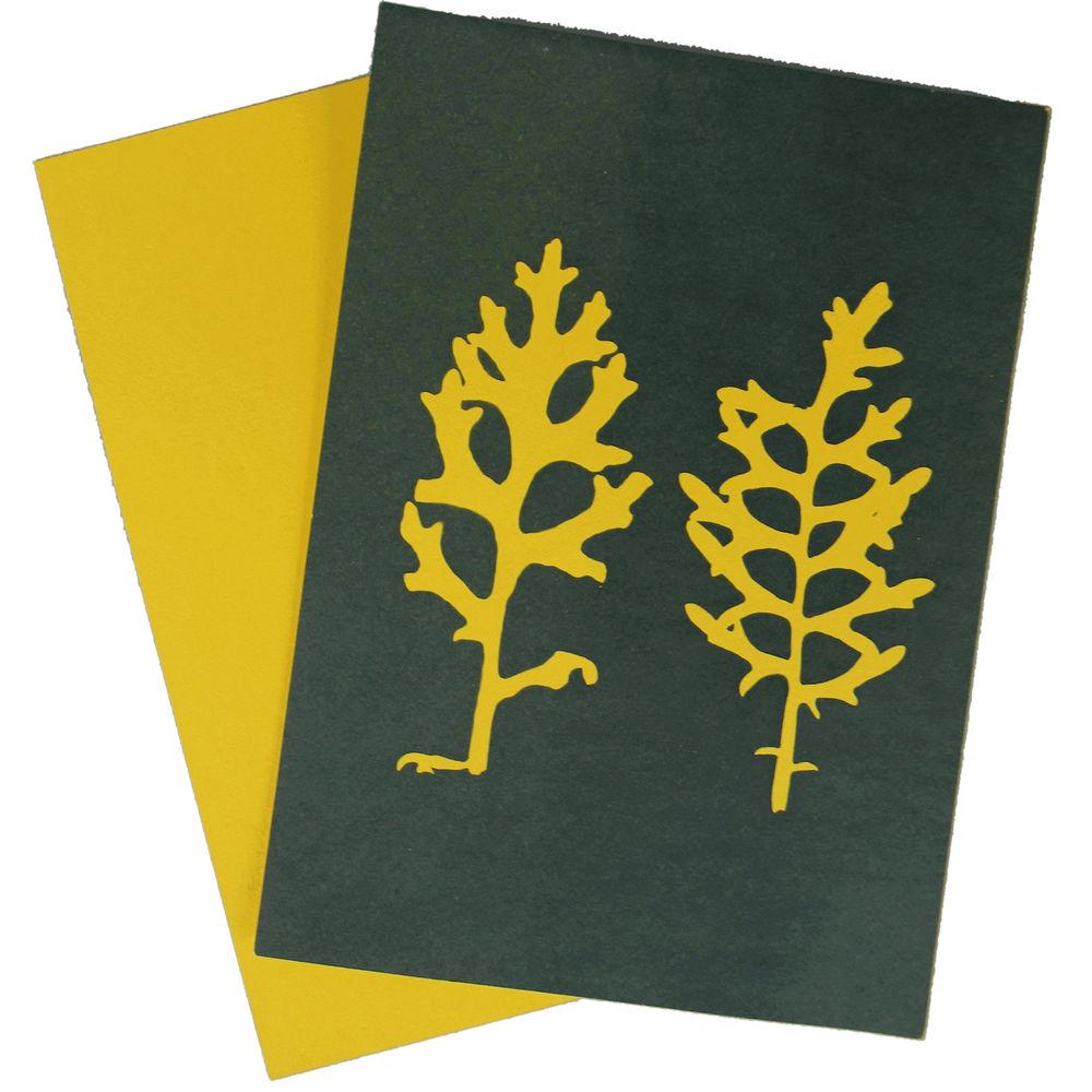 Cyanotype Store Cyanotype Paper