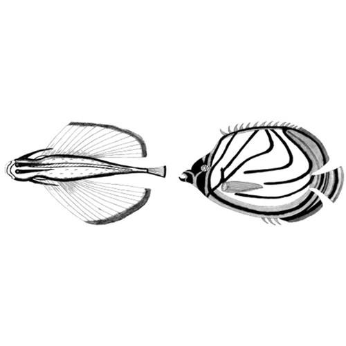 Cyanotype Store Cyanotype Paper & Fanciful Fish Transparencies Kit