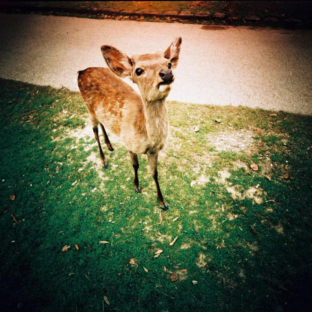 Lomography LC-A 120 Film Camera