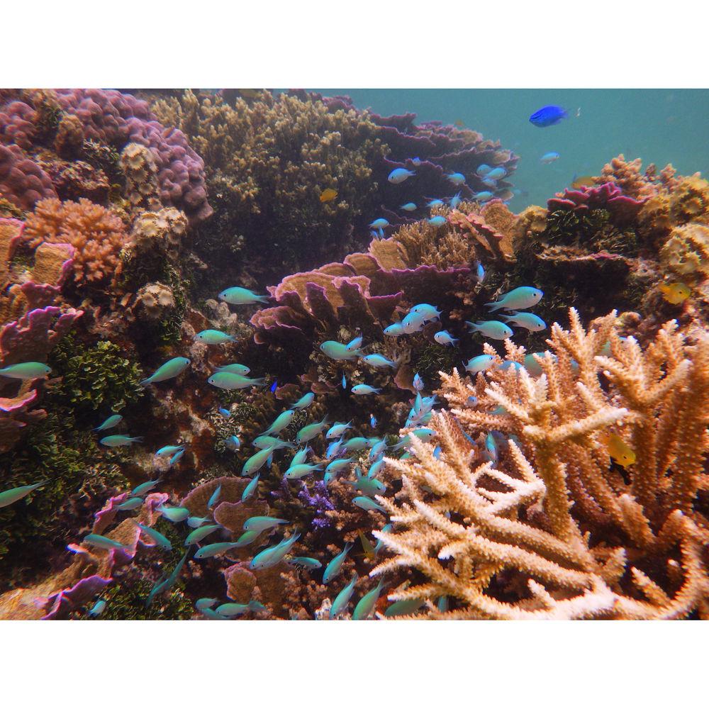 Ricoh WG-60 Digital Camera