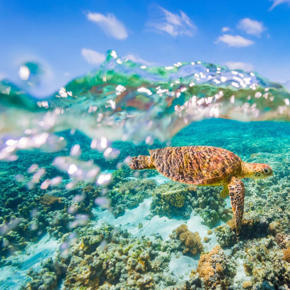 GoPole Over Under Dome Port for GoPro HERO7 6 5 Black & HERO