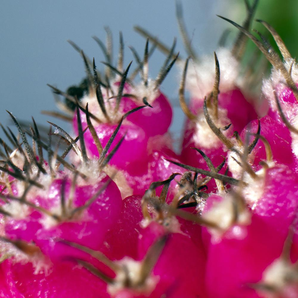 FotodioX Macro Bellows for Sony E