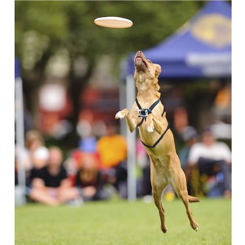 Xventure TwistX 360 Pet Mount for Select Cameras