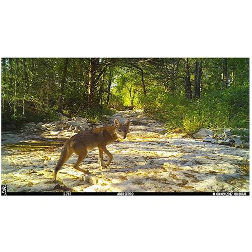 Browning Dark Ops Pro XD Trail Camera