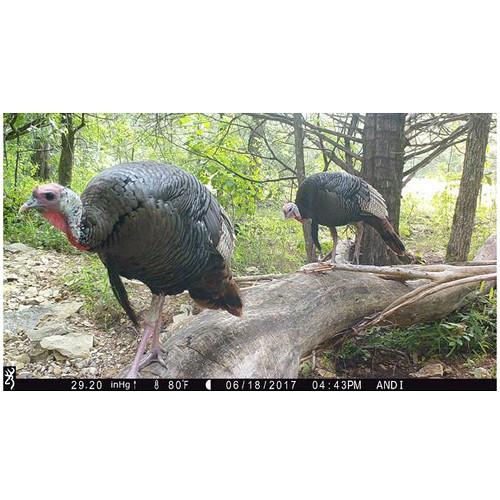 Browning Dark Ops Pro XD Trail Camera