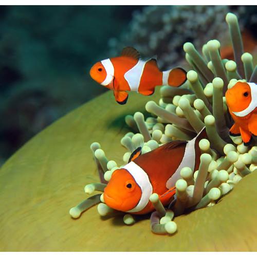 SeaLife ReefMaster RM-4K Ultra Compact Digital Underwater Camera