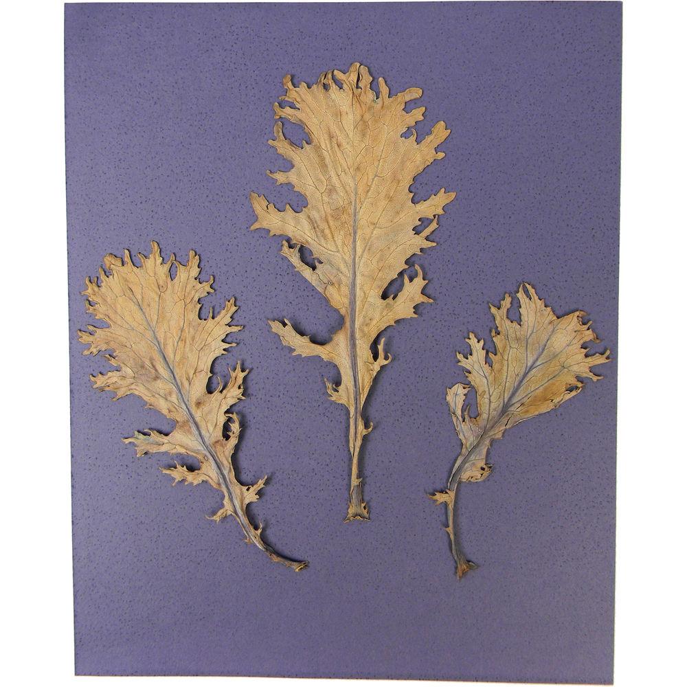 Cyanotype Store Cyanotype Paper