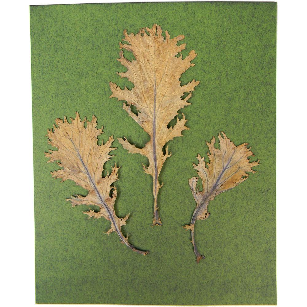 Cyanotype Store Cyanotype Paper