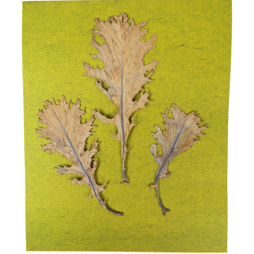 Cyanotype Store Cyanotype Paper