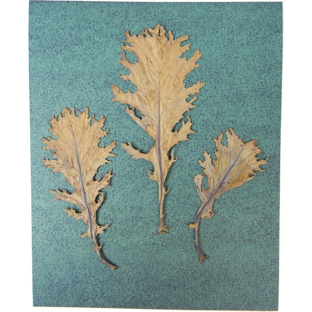 Cyanotype Store Cyanotype Paper