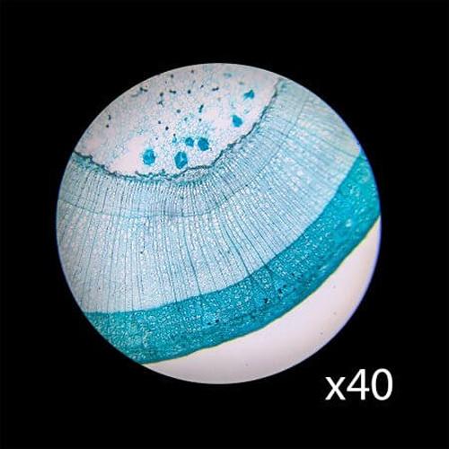 Barska AY13286 Student Compound Monocular Microscope