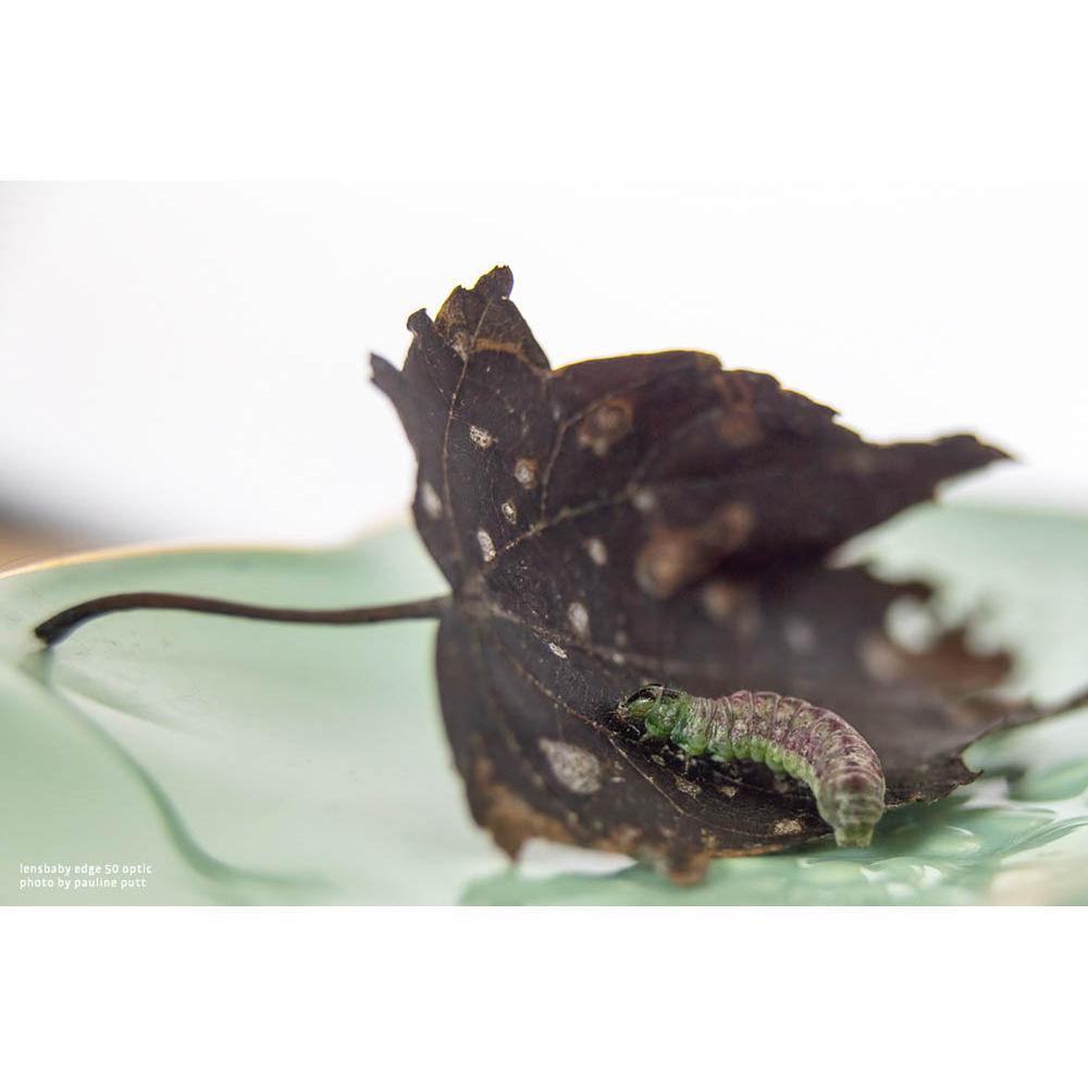 Lensbaby Composer Pro II with Edge 50 Optic for Samsung NX