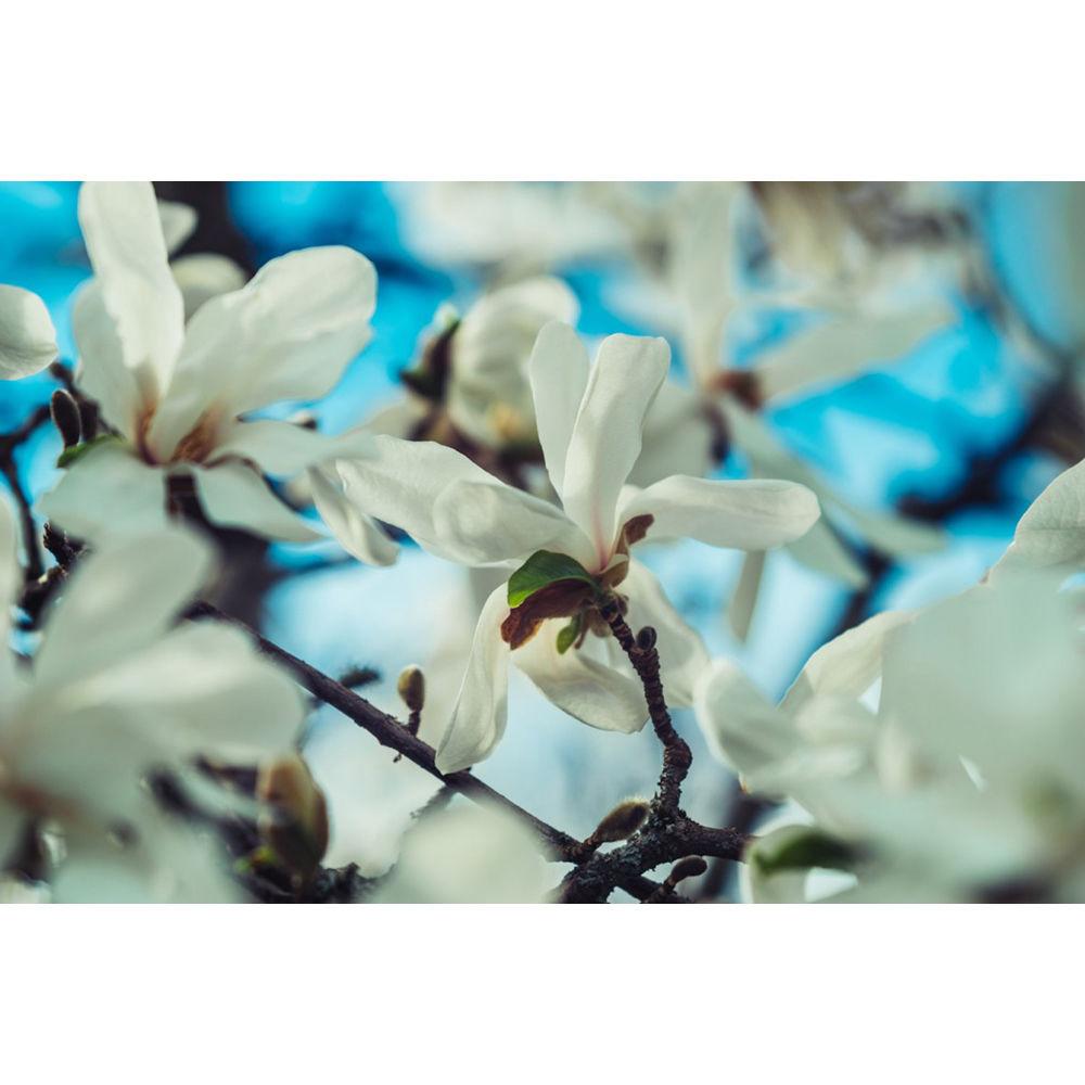 Meyer-Optik Gorlitz Nocturnus 75mm f 0.95 Lens for Fujifilm X