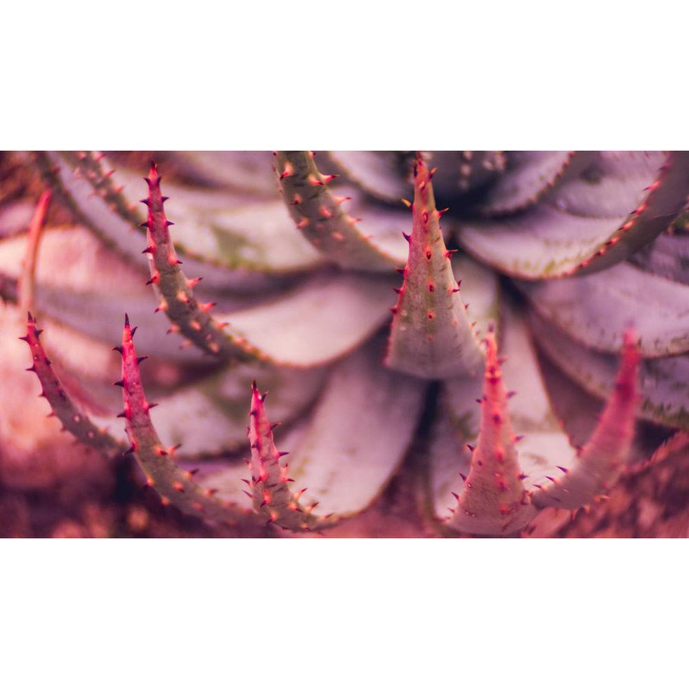 Meyer-Optik Gorlitz Trioplan 35 35mm f 2.8 Lens for Pentax K