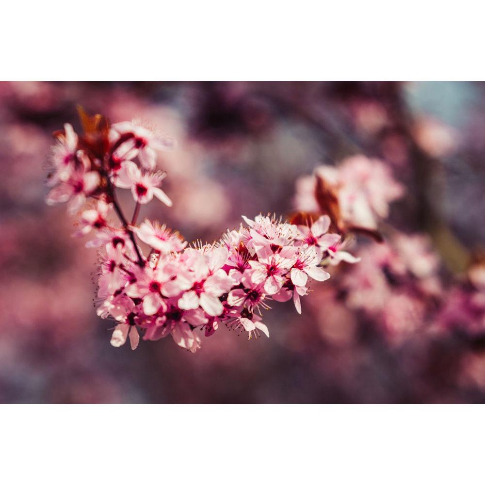 Meyer-Optik Gorlitz APO-Makro-Plasmat 105mm f 2.7 Lens for Sony E