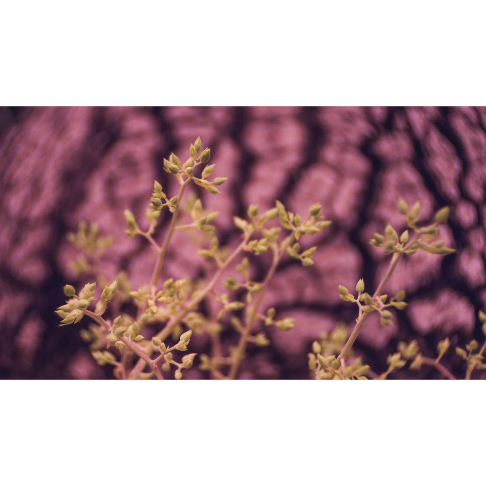 Meyer-Optik Gorlitz Trioplan 35 35mm f 2.8 Lens for Canon EF