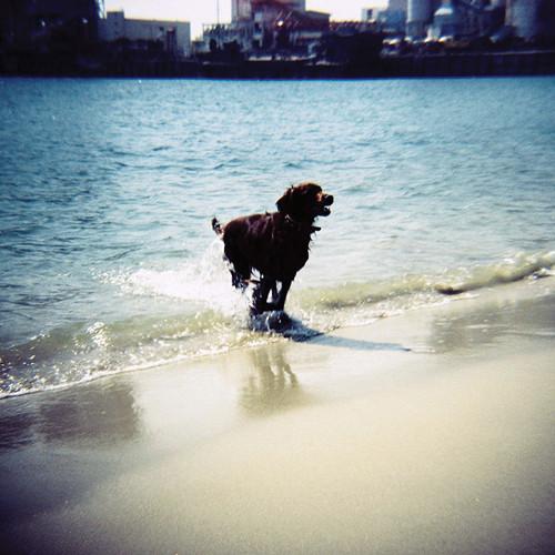 Lomography Diana Zone Focus Film Camera with 75mm Lens