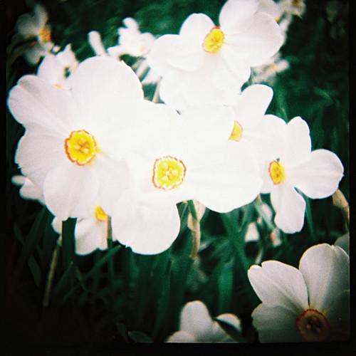 Lomography 55mm Wide Angle Lens & Dedicated Close-Up Lens for Diana