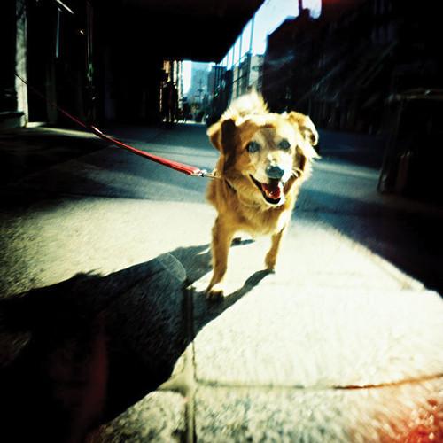 Lomography 55mm Wide Angle Lens & Dedicated Close-Up Lens for Diana