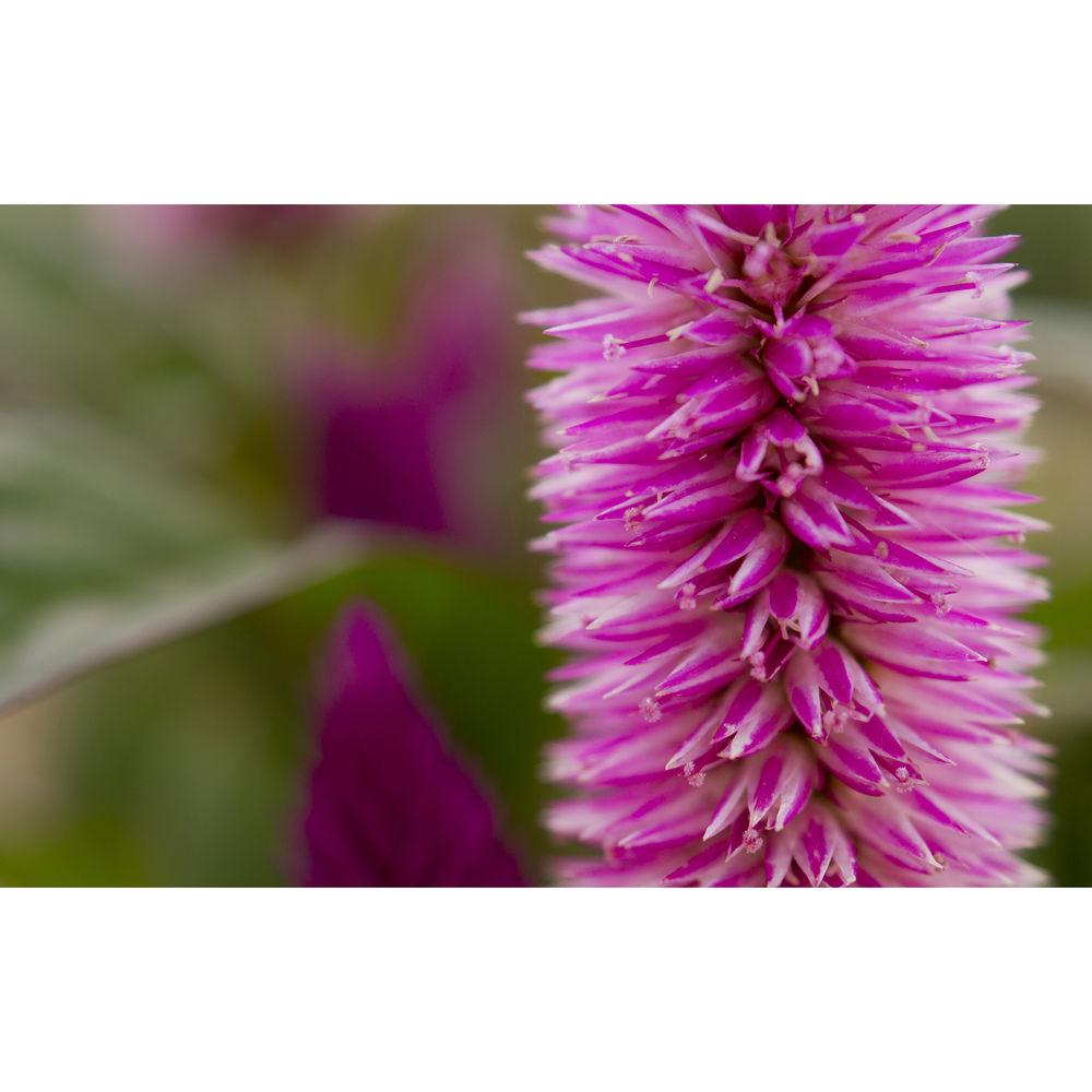 Sony DT 30mm f 2.8 Macro SAM Lens