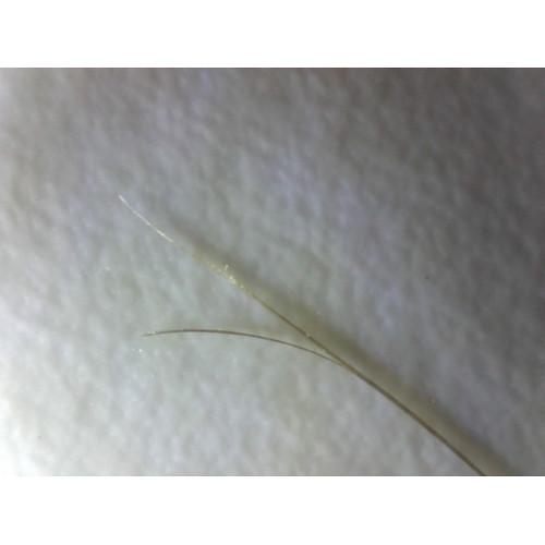 HamiltonBuhl 2.0MP Portable Digital Microscope